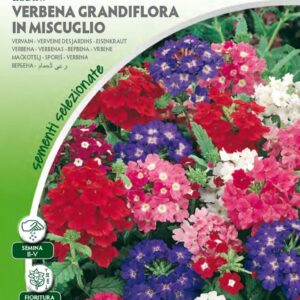Verbena Grandiflora in Mix