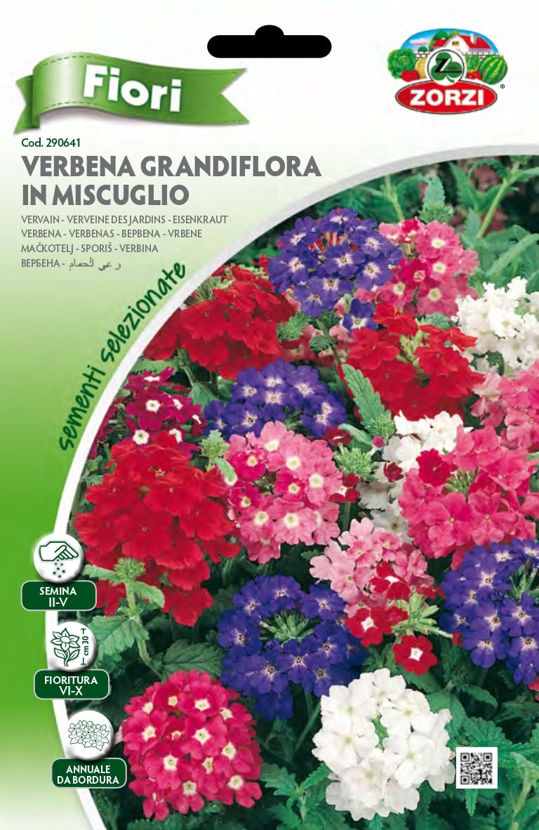 Verbena Grandiflora in Mix