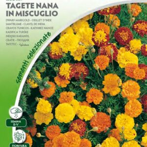 Tagete Nana Mix