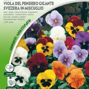 Viola Del Pensiero Gigante