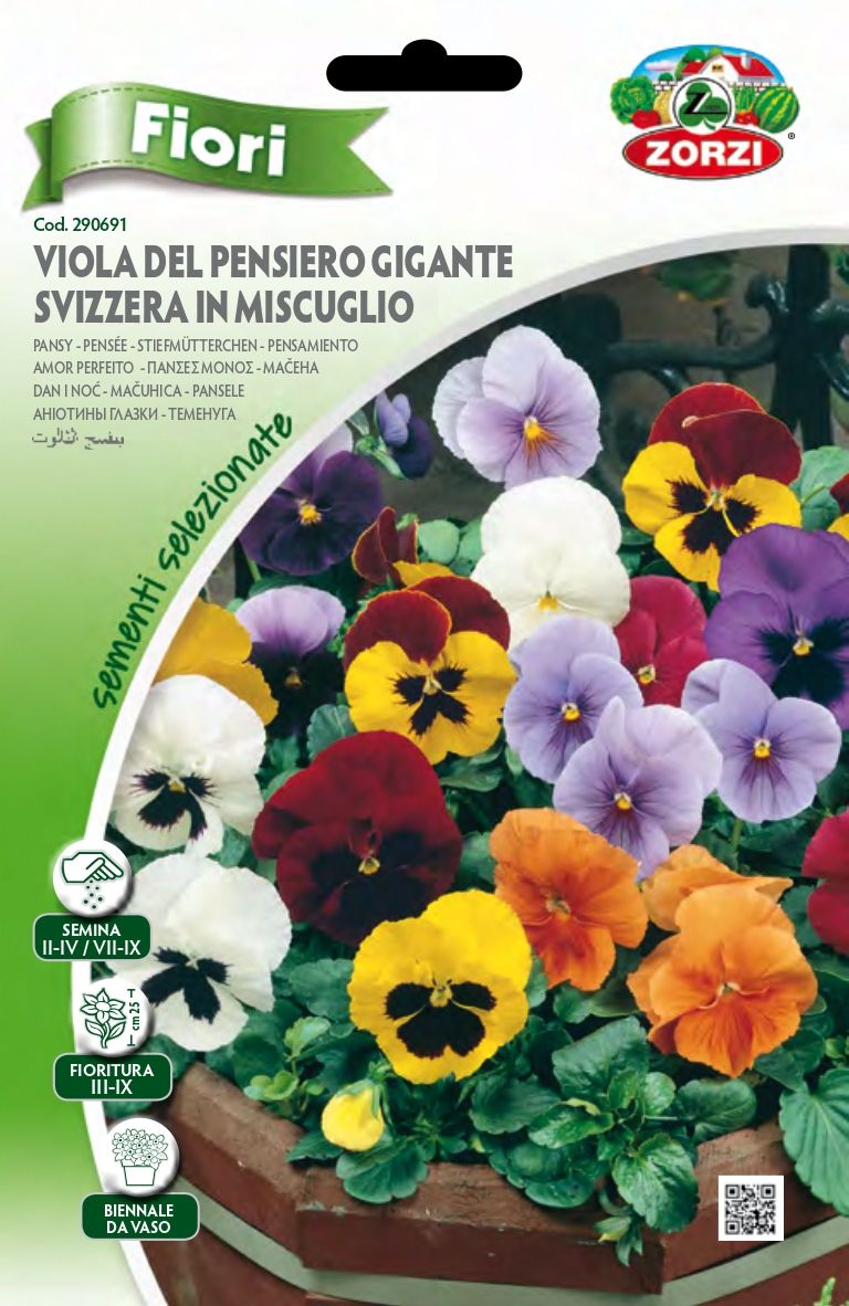 Viola Del Pensiero Gigante
