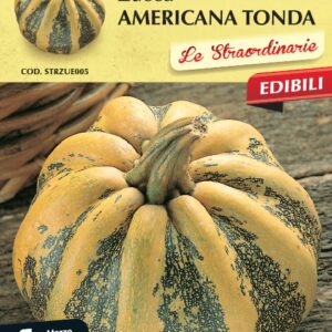 Zucca Americana Tonda