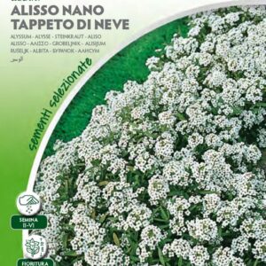 Alisso Nano Tappeto di Neve