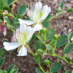 Cappero "Capparis spinosa"