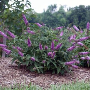 Buddleja davidii - Albero delle farfalle