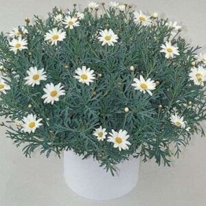 Margherita "Leucanthemum vulgare"
