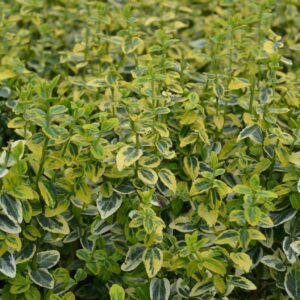 Evonimo - "Euonymus fortunei emerald gold"