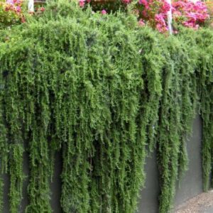 Rosmarino Prostrato - "Rosmarinus Off. Prostratus "