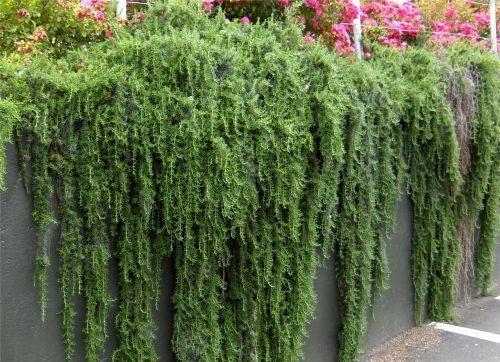 Rosmarino Prostrato - "Rosmarinus Off. Prostratus "