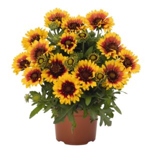 Gaillardia "Gaillardia x grandiflora"