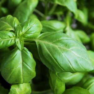 Basilico