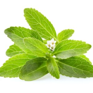 Stevia Rebaudiana Pianta dello Zucchero