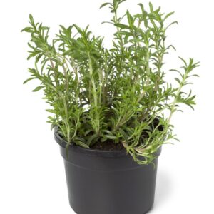 Santoreggia "Erba Pepe"