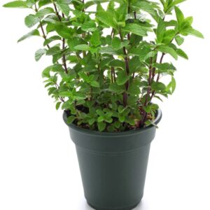 Menta Mojito - "Mentha Spicata"