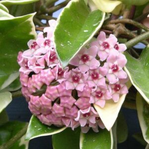 Hoya Carnosa