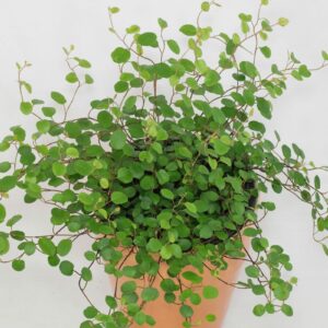 Muehlenbeckia Complexa