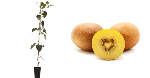Kiwi Rosso - (Actinidia Chinensis)