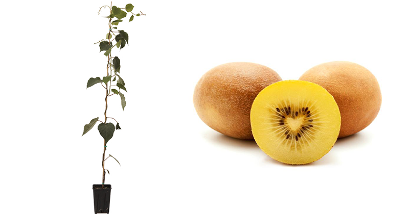 Kiwi Rosso - (Actinidia Chinensis)