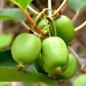 Kiwi Issai - Mini kiwi (Acnidia Arguta)