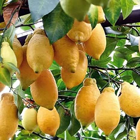 Limone Lunario o quattro stagioni