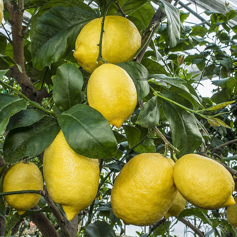 Citrus limon quattro stagioni cv "Sfusato amalfitano"