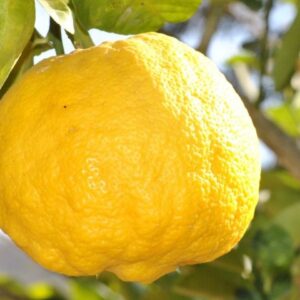 Cedro "Citrus medica"