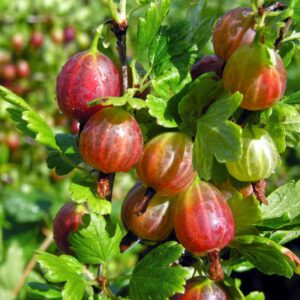 Uva spina rossa Captivator (senza spine)