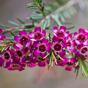 Chamelaucium uncinatum