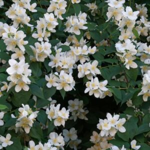 Philadelphus coronarius - "Filadelfo"