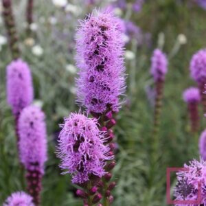 Ilatris Spicata Kobold