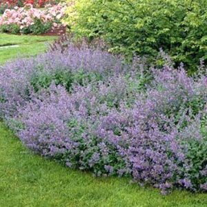 Nepeta x Faassenii - "Erba gatta"