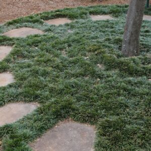 Ophiopogon Japonicus Convallaria - "Convallaria japonica"