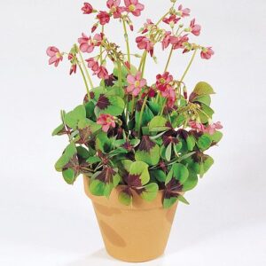 Oxalis Deppei