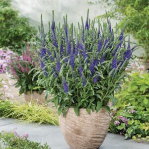 Veronica Spicata 'Incana'