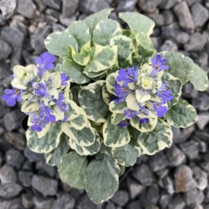 Ajuga Reptans - "Bugola"