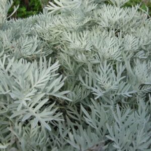 Senecio Cineraria - "Cineraria marittima"