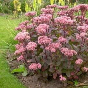 Sedum Hybridum Matrona