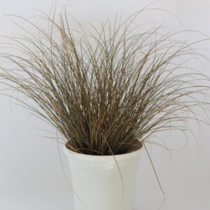 Carex Comans Milk Chocolate