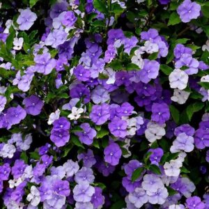 Brunfelsia Pauciflora