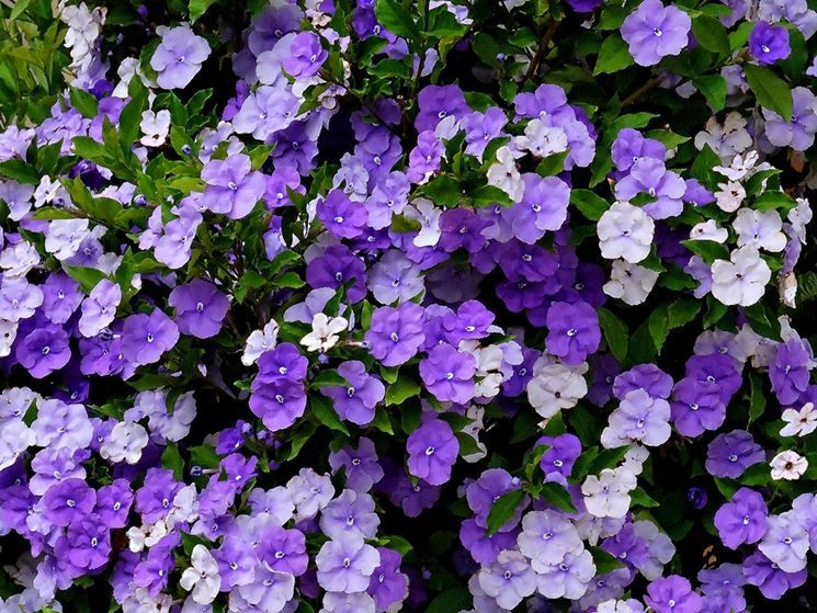 Brunfelsia Pauciflora
