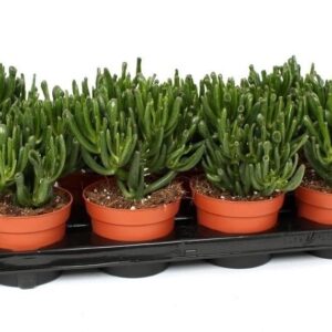 Crassula Hobbit