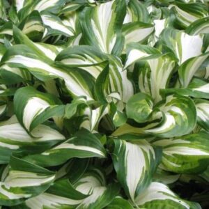 Hosta