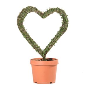 Ligustrum Jonandrum - Cuore arte topiaria