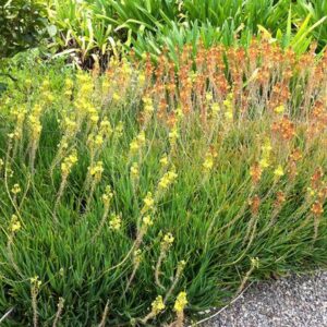 Bulbine frutescens