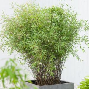 Bamboo Fargesia Rufa
