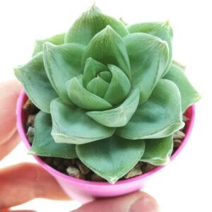 Haworthia Cymbiformis