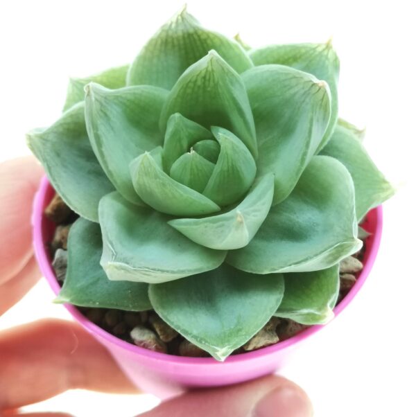 Haworthia Cymbiformis