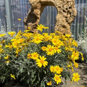 Euryops Pectinatus