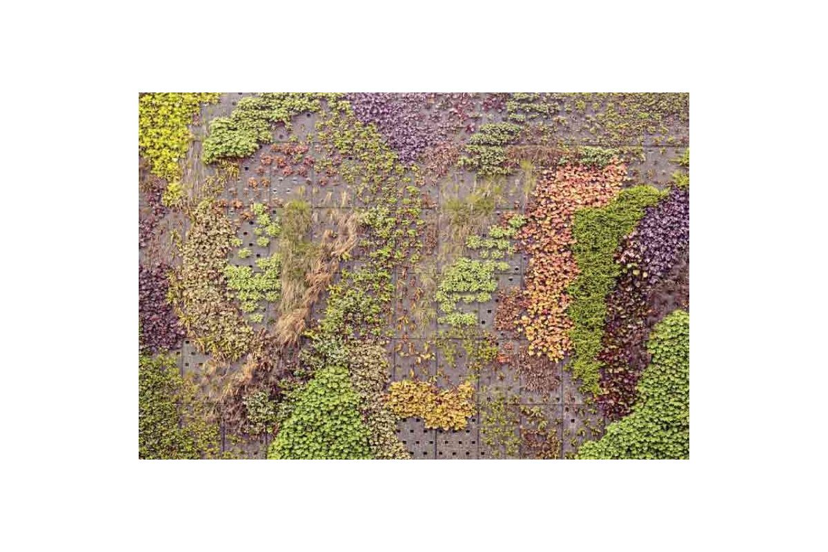 Giardini Verticali: quali piante scegliere per un sicuro impatto visivo