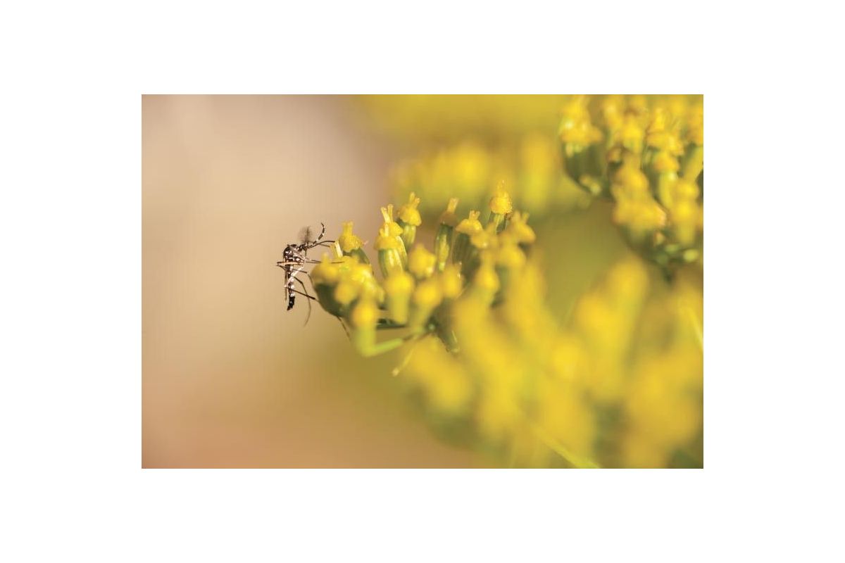 Piante anti-zanzare: repellenti naturali da tenere in vaso o nel giardino